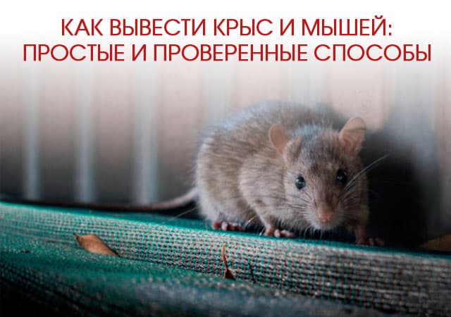 Как вывести крыс и мышей в Нахабино: простые и проверенные способы