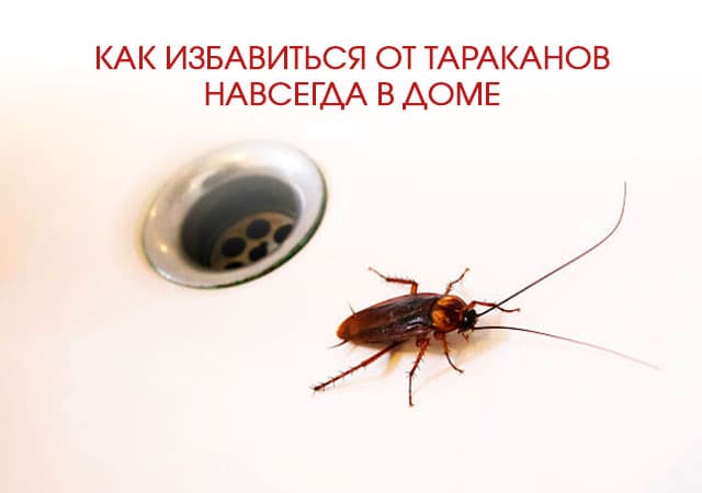 Как избавиться от тараканов в доме в Нахабино