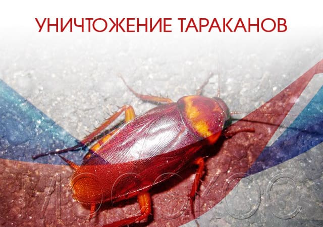 Уничтожение тараканов в Нахабино